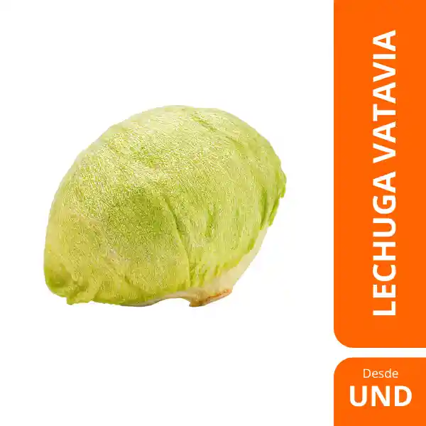 Lechuga Batavia