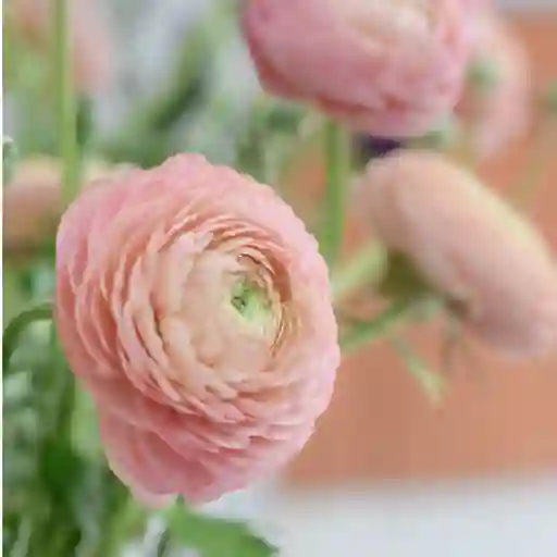Ranunculos Rosados X 10 Tallos El Paquete