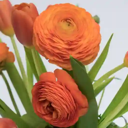 Ranunculos Naranja X 10 Tallos El Paquete