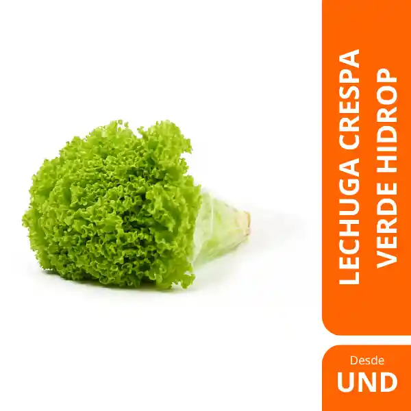 Lechuga Crespa Verde Hidrop