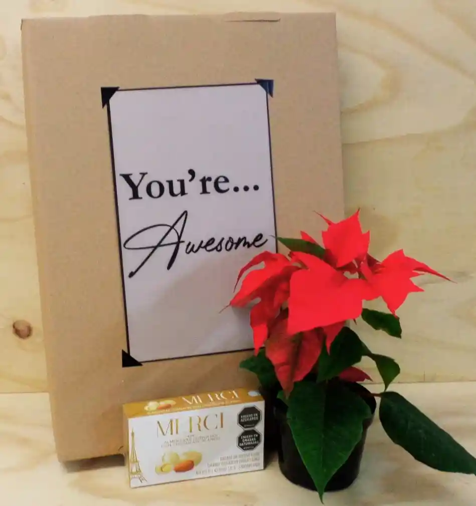 Planta De Navidad Poinsettia