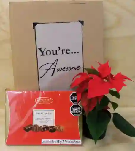 Poinsettia Planta Nevideña Chocolates