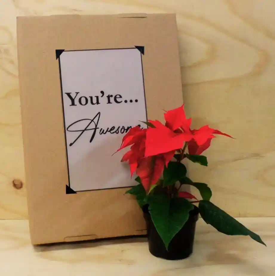 Poinsettia Planta Nevideña Chocolates