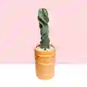Cactus Tornillo En Matera De Barro