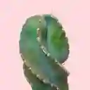 Cactus Tornillo En Matera De Barro