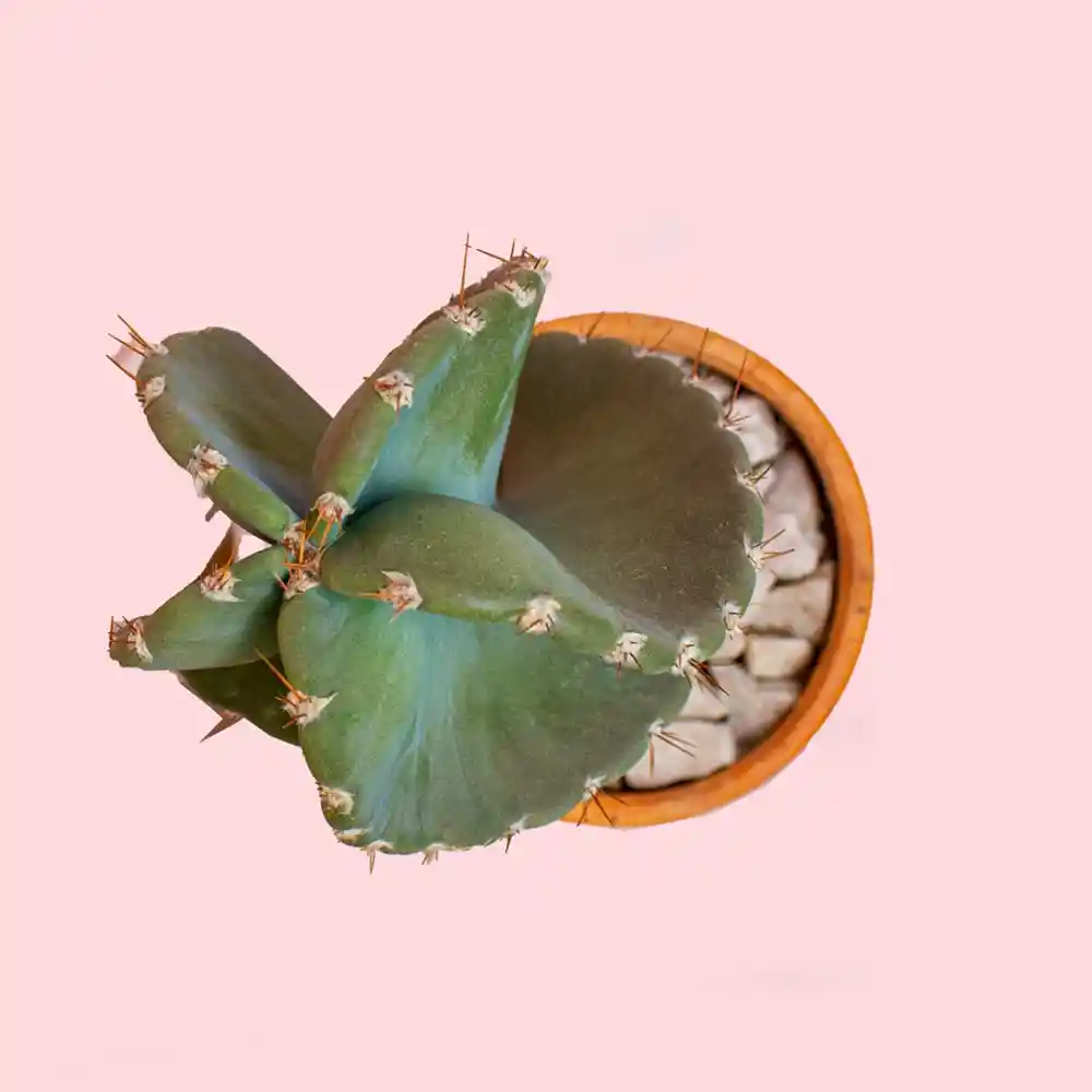 Cactus Tornillo En Matera De Barro