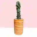 Cactus Tornillo En Matera De Barro