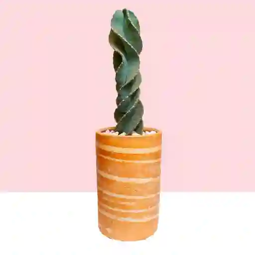 Cactus Tornillo En Matera De Barro