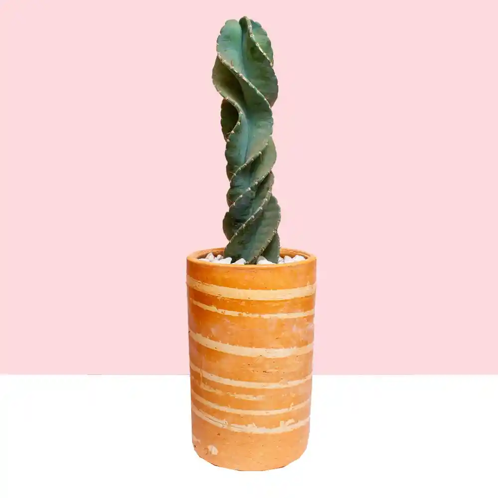 Cactus Tornillo En Matera De Barro