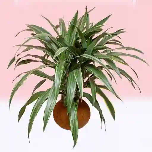 Kokedama Guarneque