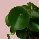 Planta Cuchara En Matera Colgante