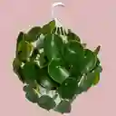 Planta Cuchara En Matera Colgante