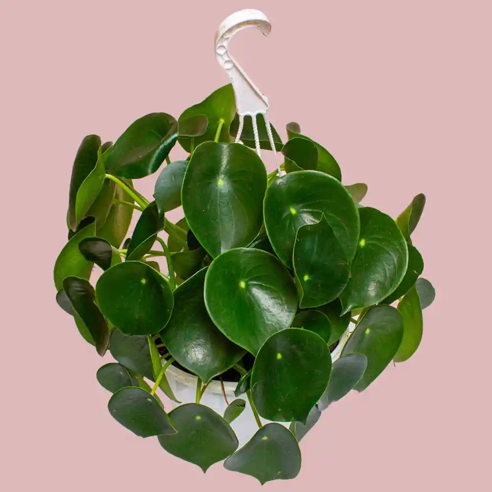 Planta Cuchara En Matera Colgante