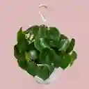 Planta Cuchara En Matera Colgante