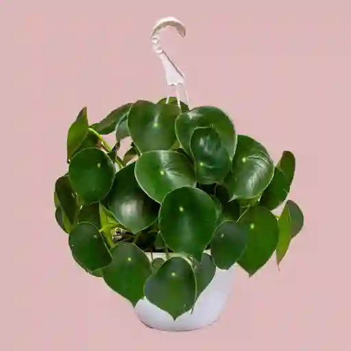 Planta Cuchara En Matera Colgante