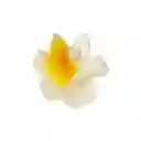 Pinza Caimán Gancho Flor Hawaiana Grande Para Pelo Cabello