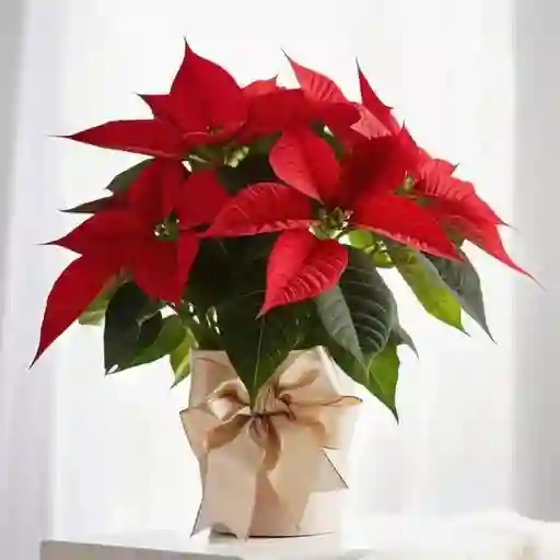 Pascua Premium Con Lazo Dorado