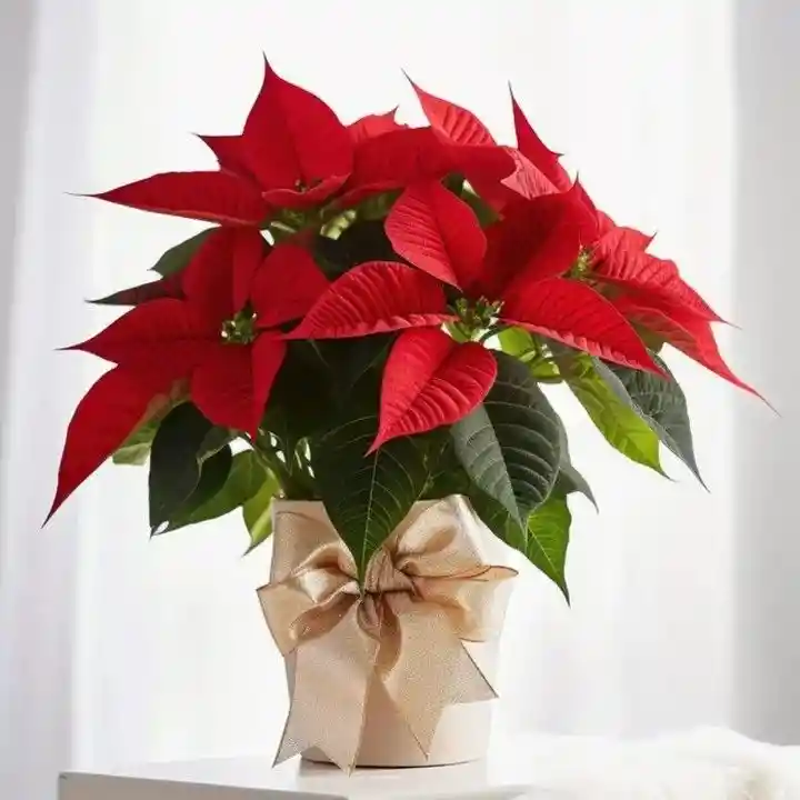 Pascua Premium Con Lazo Dorado