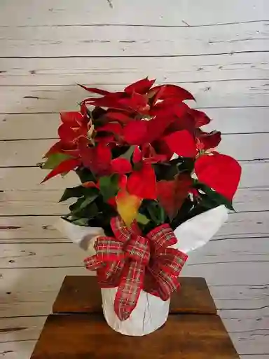 Pascua Navideña Premium Con Lazo Escocés