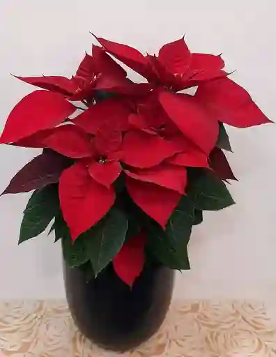 Pascua Premium En Matera Negra Elegante