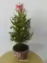 Navidad