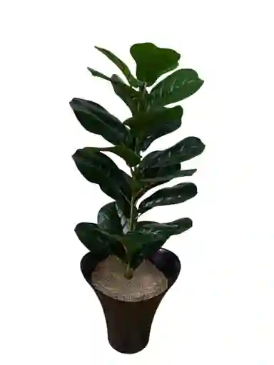 Planta Higuera Hoja De Violín Artificial 80cm
