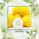 80 Semillas Orgánicas De Melón Amarillo Blanco Cremoso