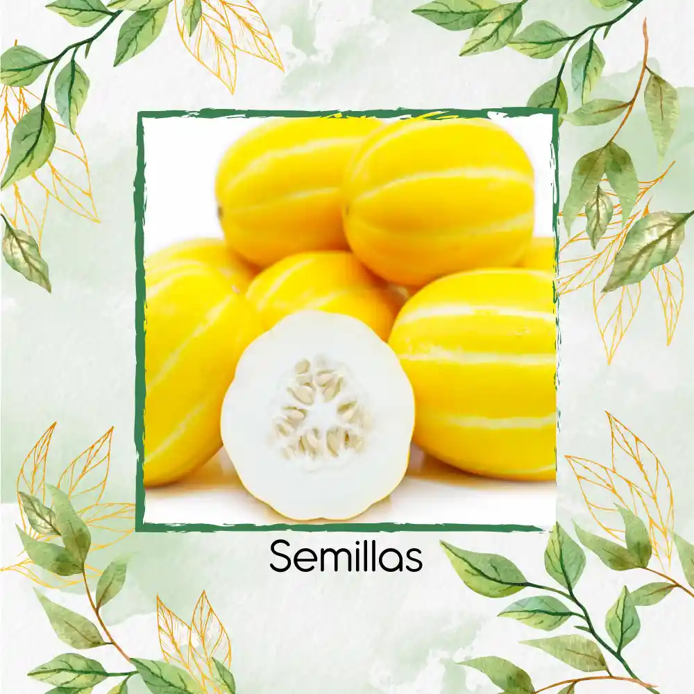 80 Semillas Orgánicas De Melón Amarillo Blanco Cremoso