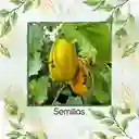 80 Semillas Orgánicas De Melón Amarillo Blanco Cremoso