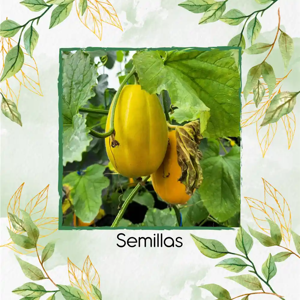 80 Semillas Orgánicas De Melón Amarillo Blanco Cremoso
