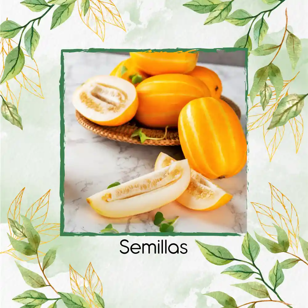 80 Semillas Orgánicas De Melón Amarillo Blanco Cremoso