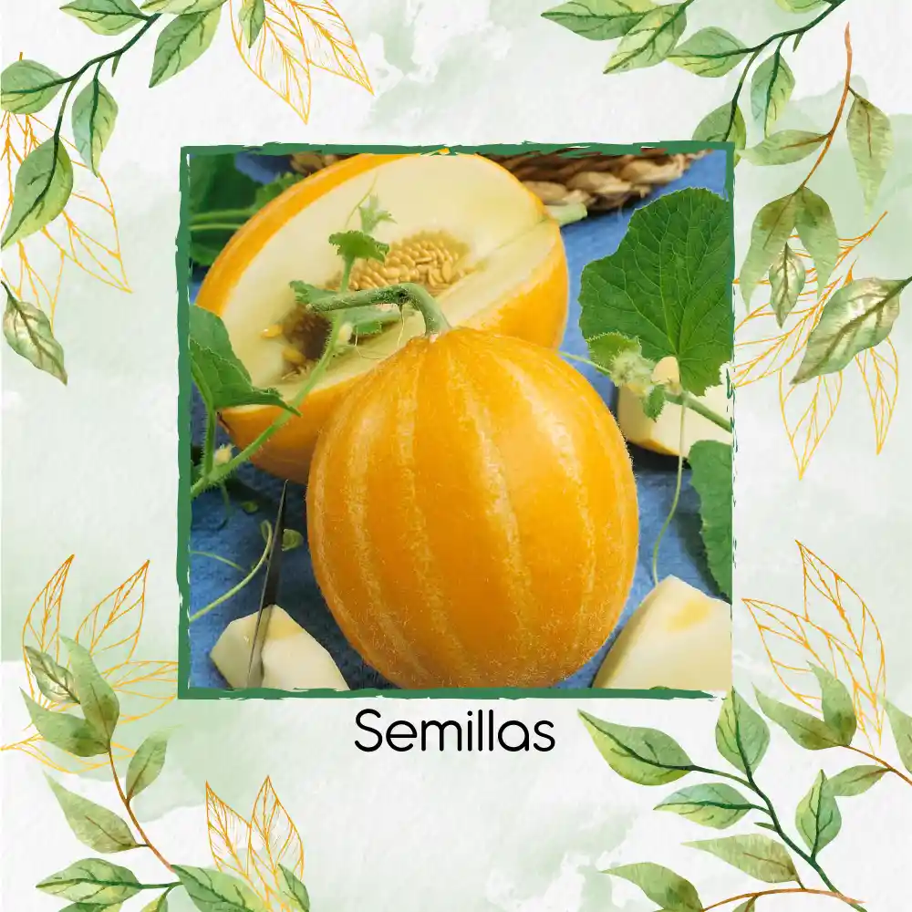 80 Semillas Orgánicas De Melón Amarillo Blanco Cremoso