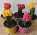 Cactus Coreano