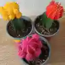 Cactus Coreano
