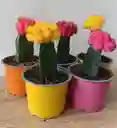 Cactus Coreano