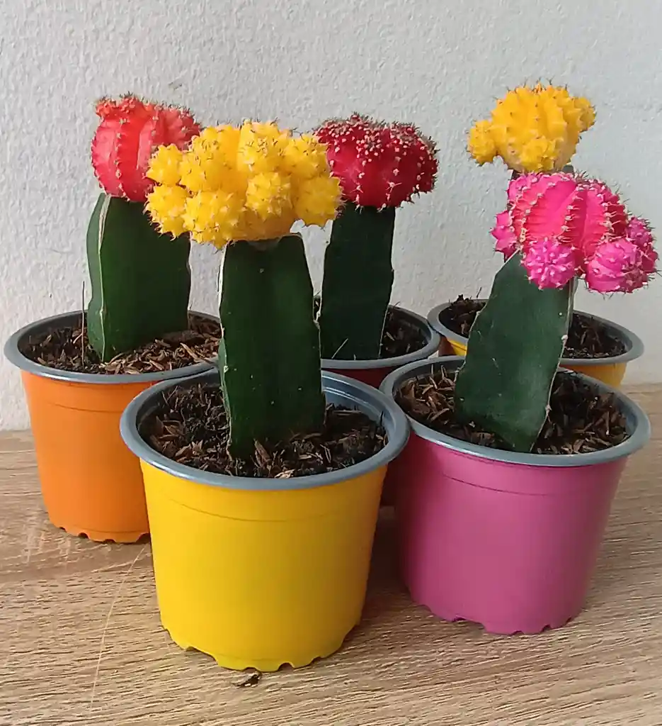 Cactus Coreano