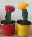 Cactus Coreano