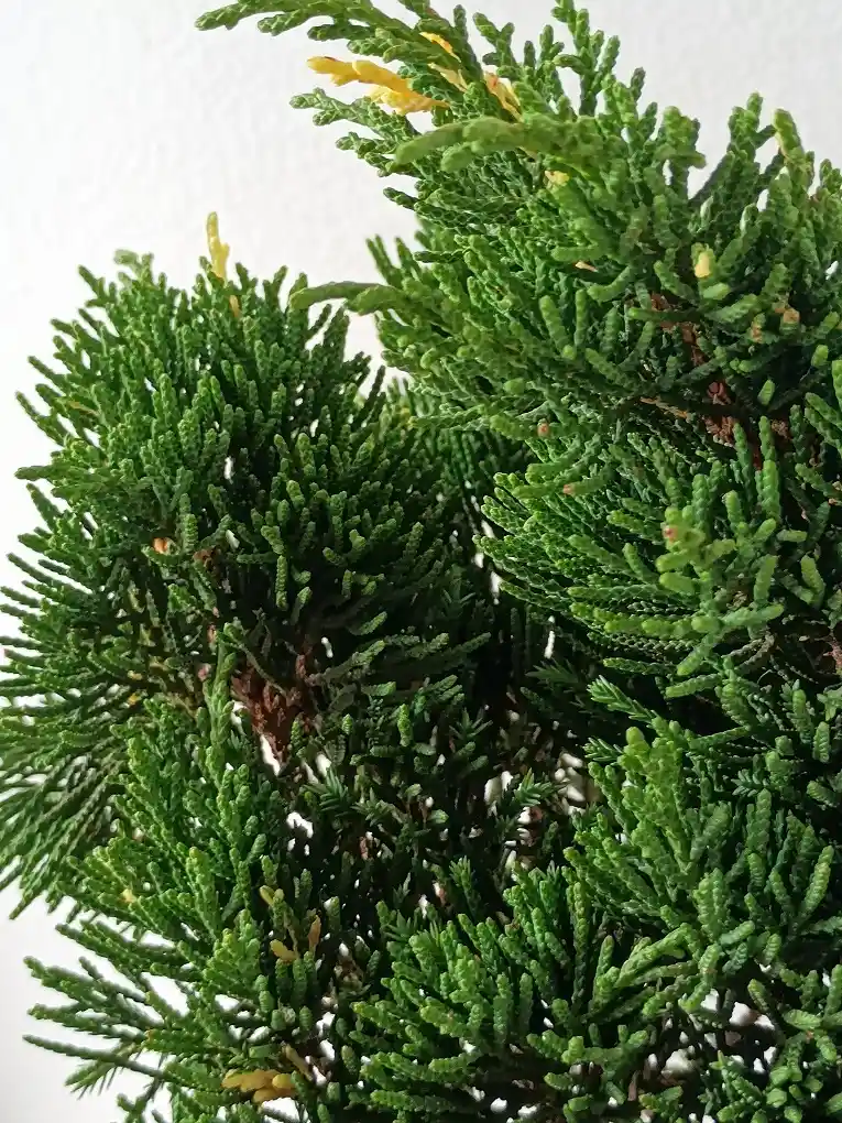 Bonsai Pino Pequeño