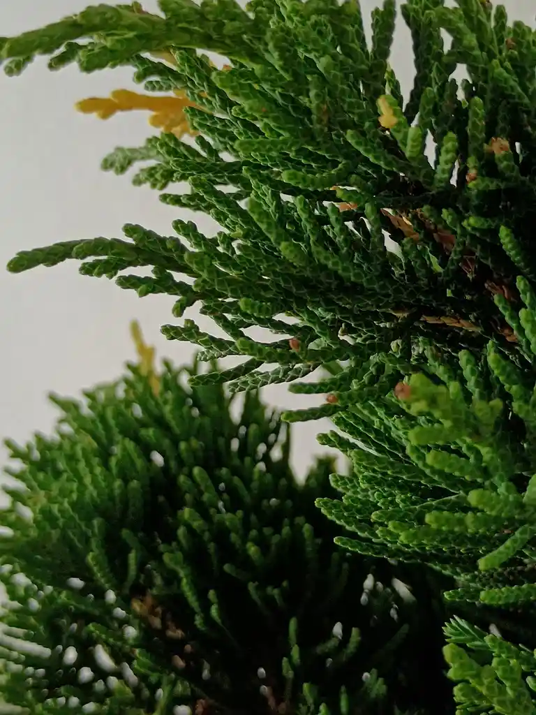 Bonsai Pino Pequeño