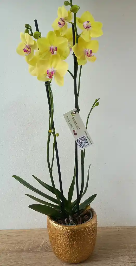 Maceta Dorada Texturizada