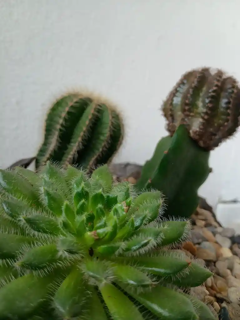 Terrario Botanico En Piedra
