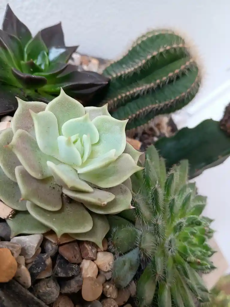 Terrario Botanico En Piedra