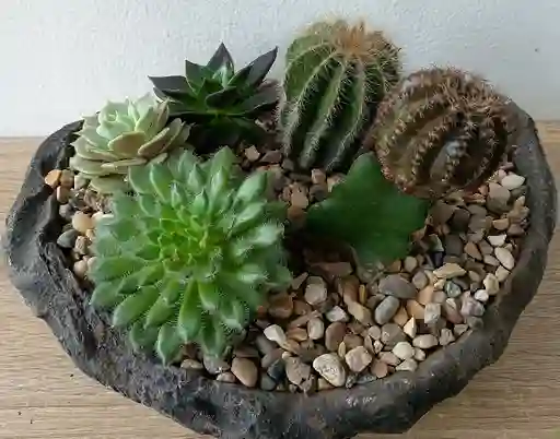Terrario Botanico En Piedra