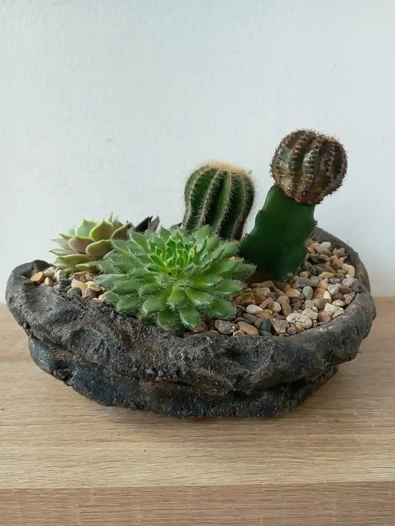 Terrario Botanico En Piedra