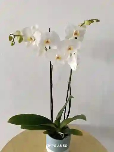 Orquidea Phalenopsis