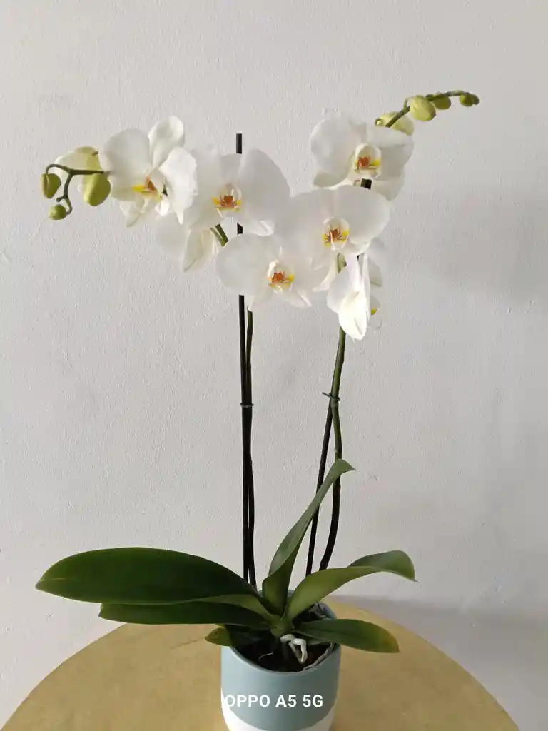 Orquidea Phalenopsis