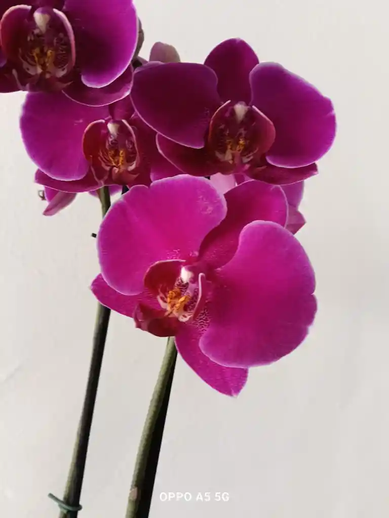 Orquídea Phalenopsis Morada