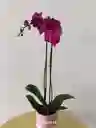 Orquídea Phalenopsis Morada