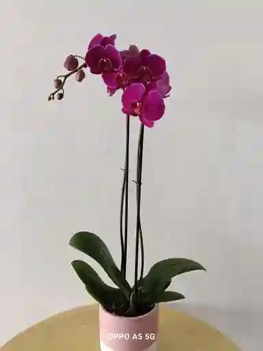 Orquídea Phalenopsis Morada
