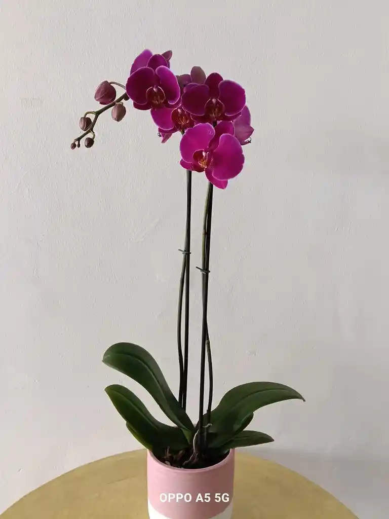 Orquídea Phalenopsis Morada
